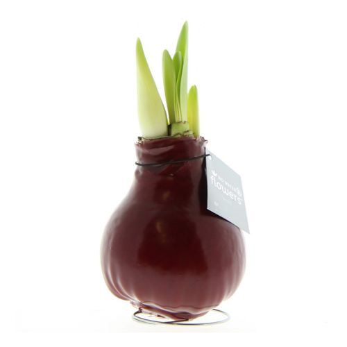 Amaryllis bulb in gift box - Image 10